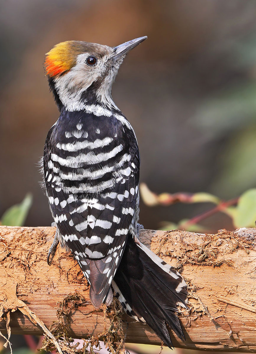 Brown-fronted Woodpecker (Dendrocoptes auriceps)