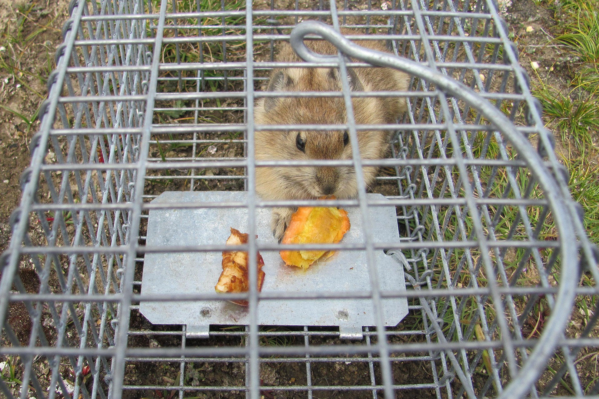 Plateau Pika caught for scientific and genetic studies