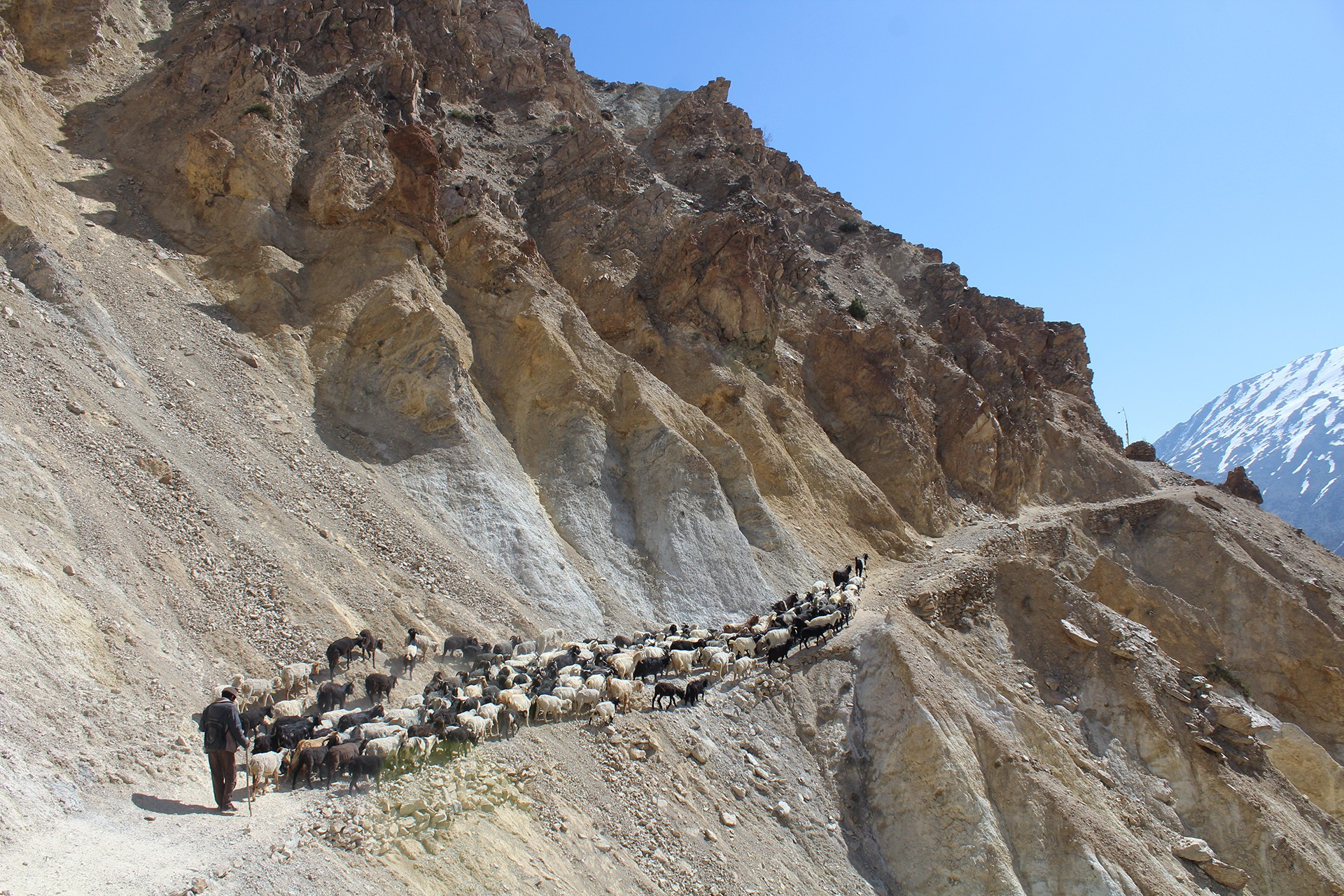 Livestock herd in Upper Sutlej Valley, Himachal Pradesh
