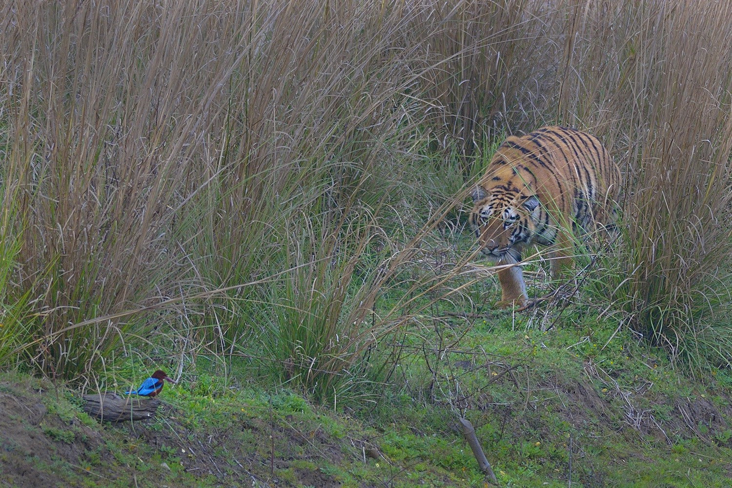   king and the king fisher | Nature Infocus