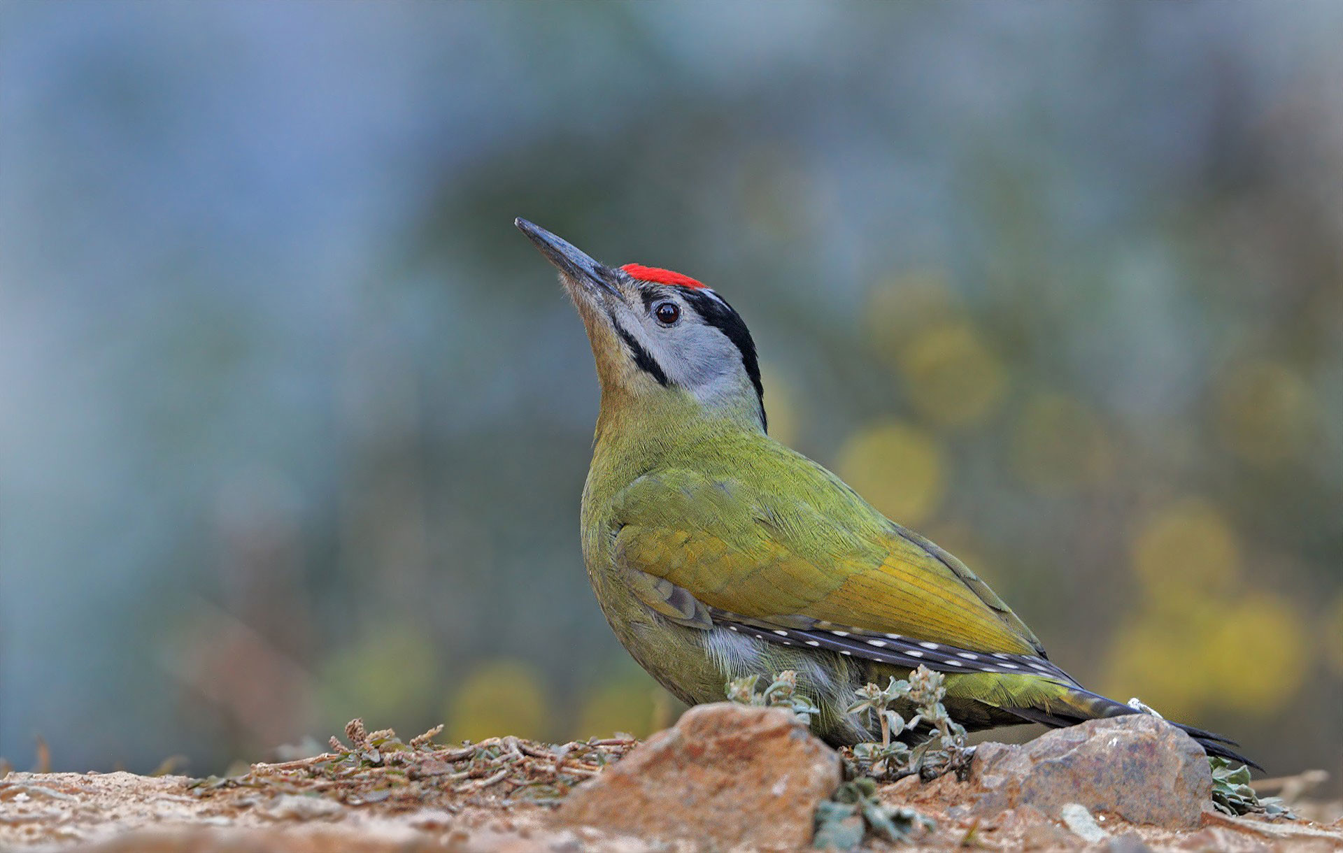 Grey-headed Woodpecker (Picus canus)