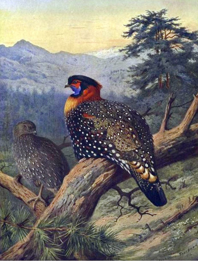 Western Tragopan (Tragopan melanocephalus) | Nature inFocus