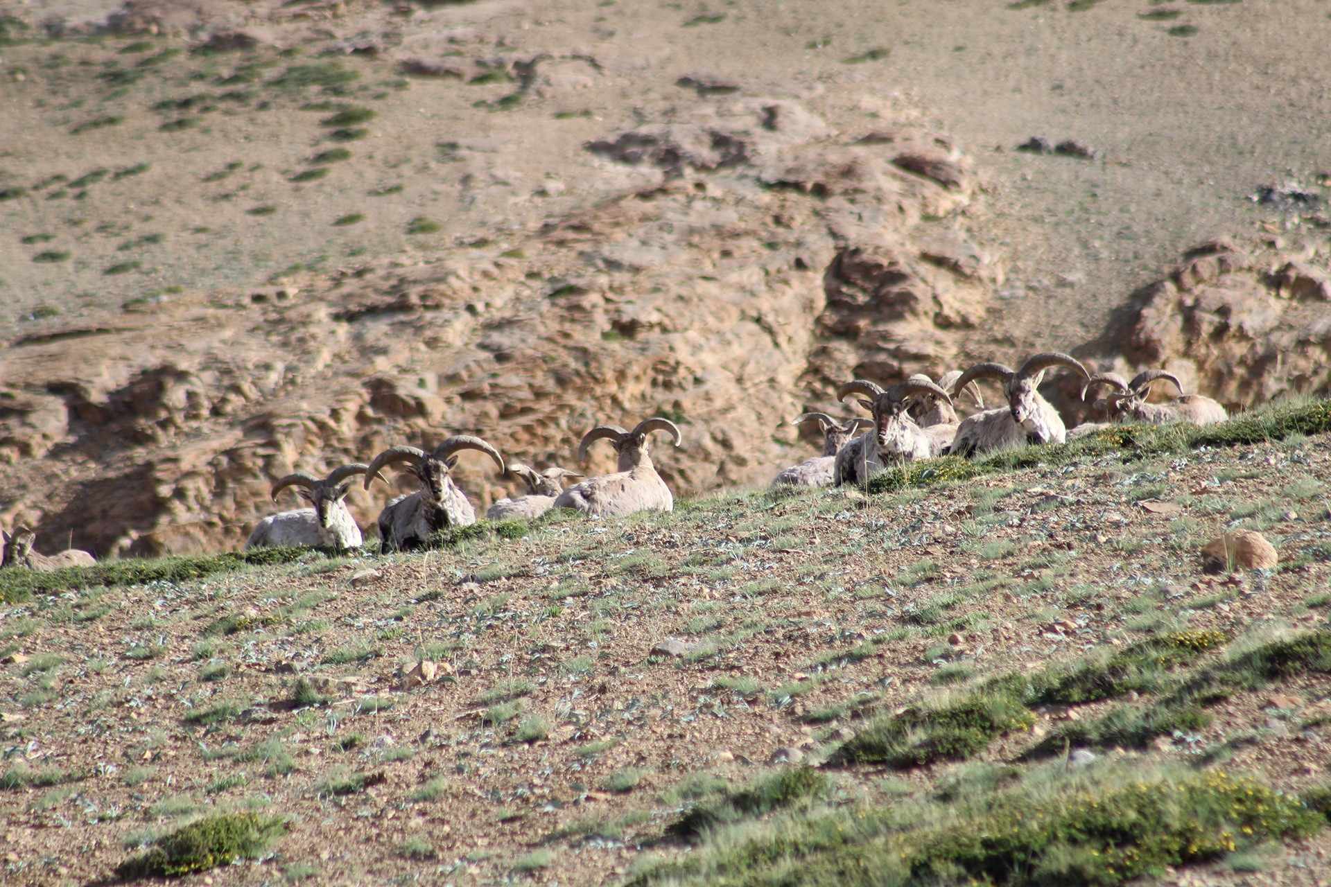 A herd of Blue Sheep or Bharal