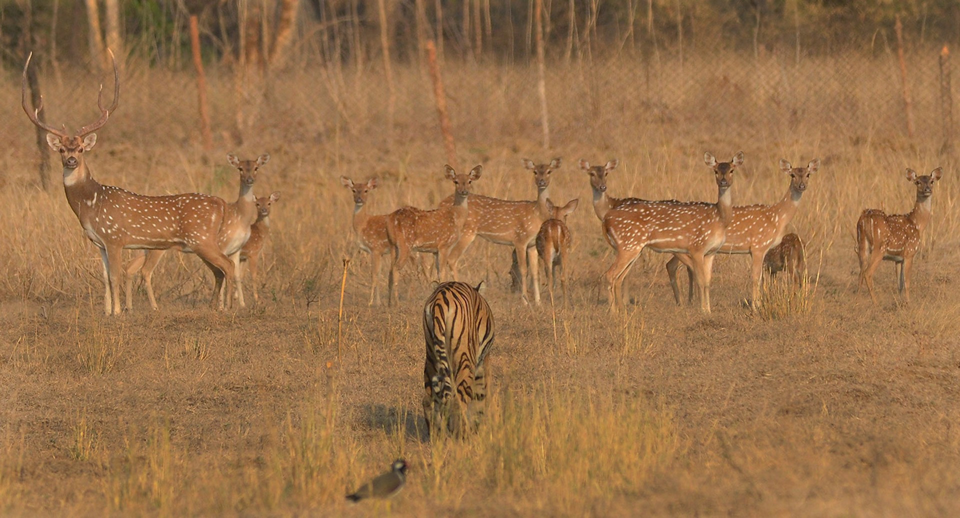   a friendly meet | Nature Infocus