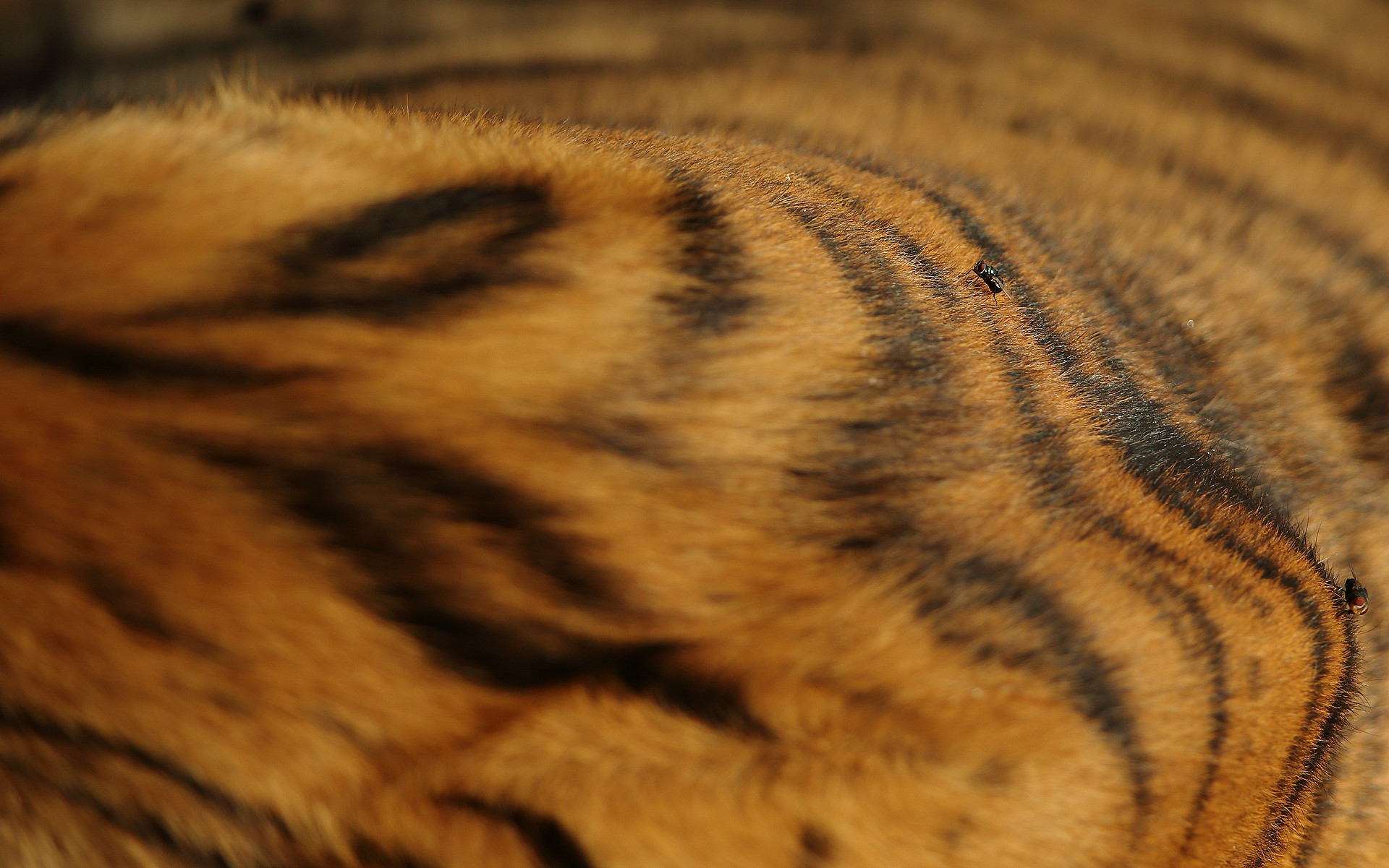 I - Tackling Tiger Boredom! | Nature inFocus