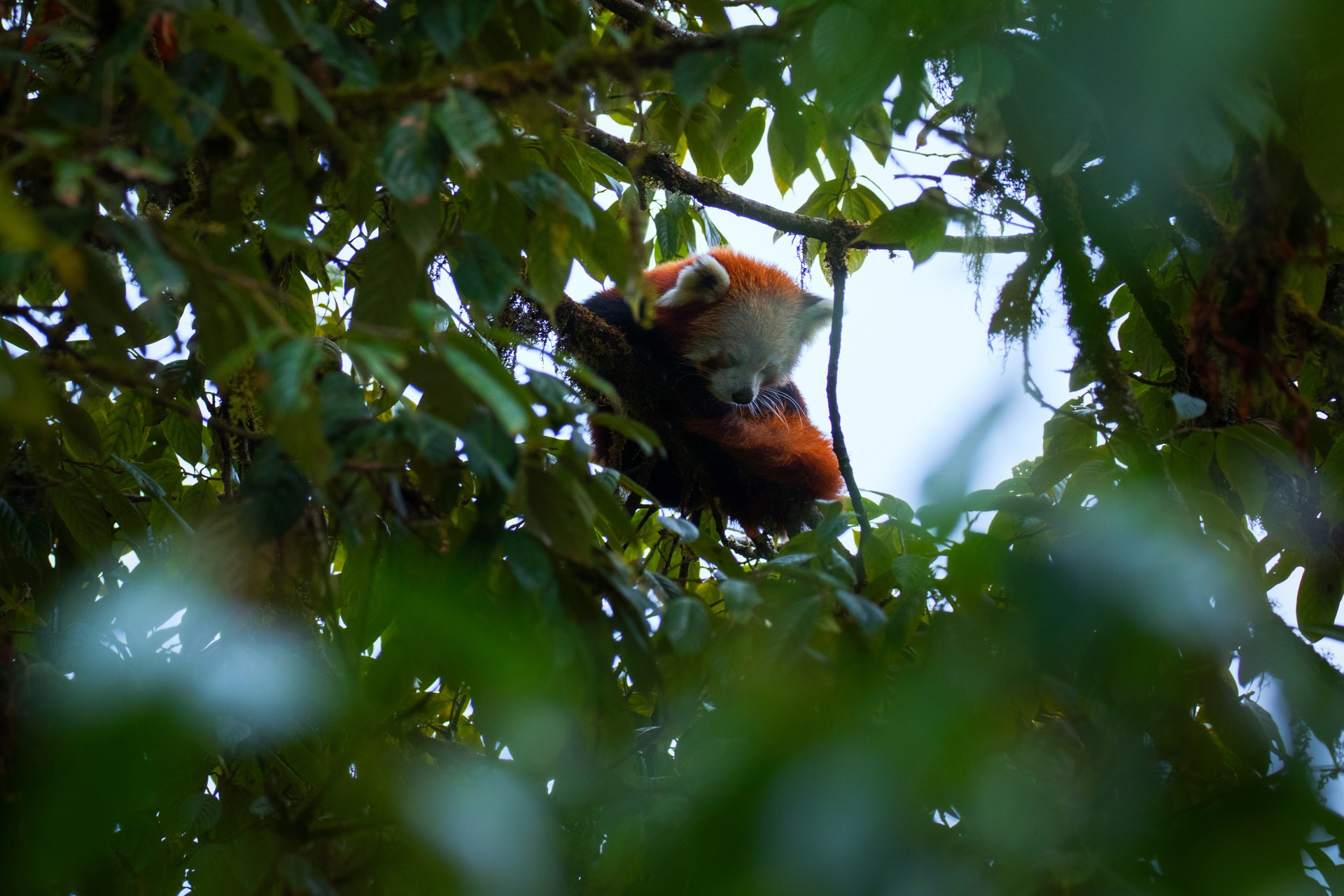 sleeping red panda | Nature Infocus