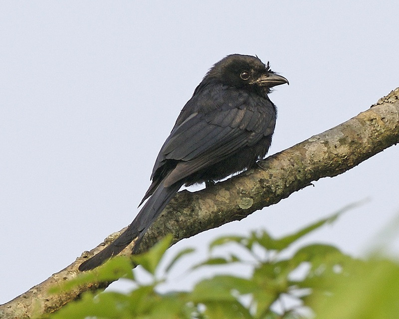 Crow billed Drongo