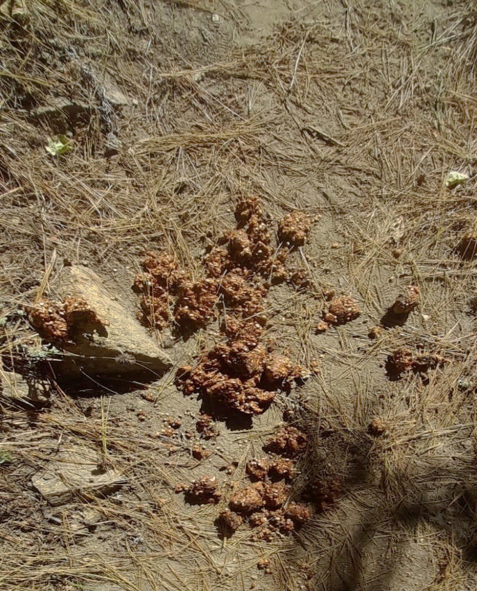 Scat of Himalayan Brown Bear and Snow Leopard