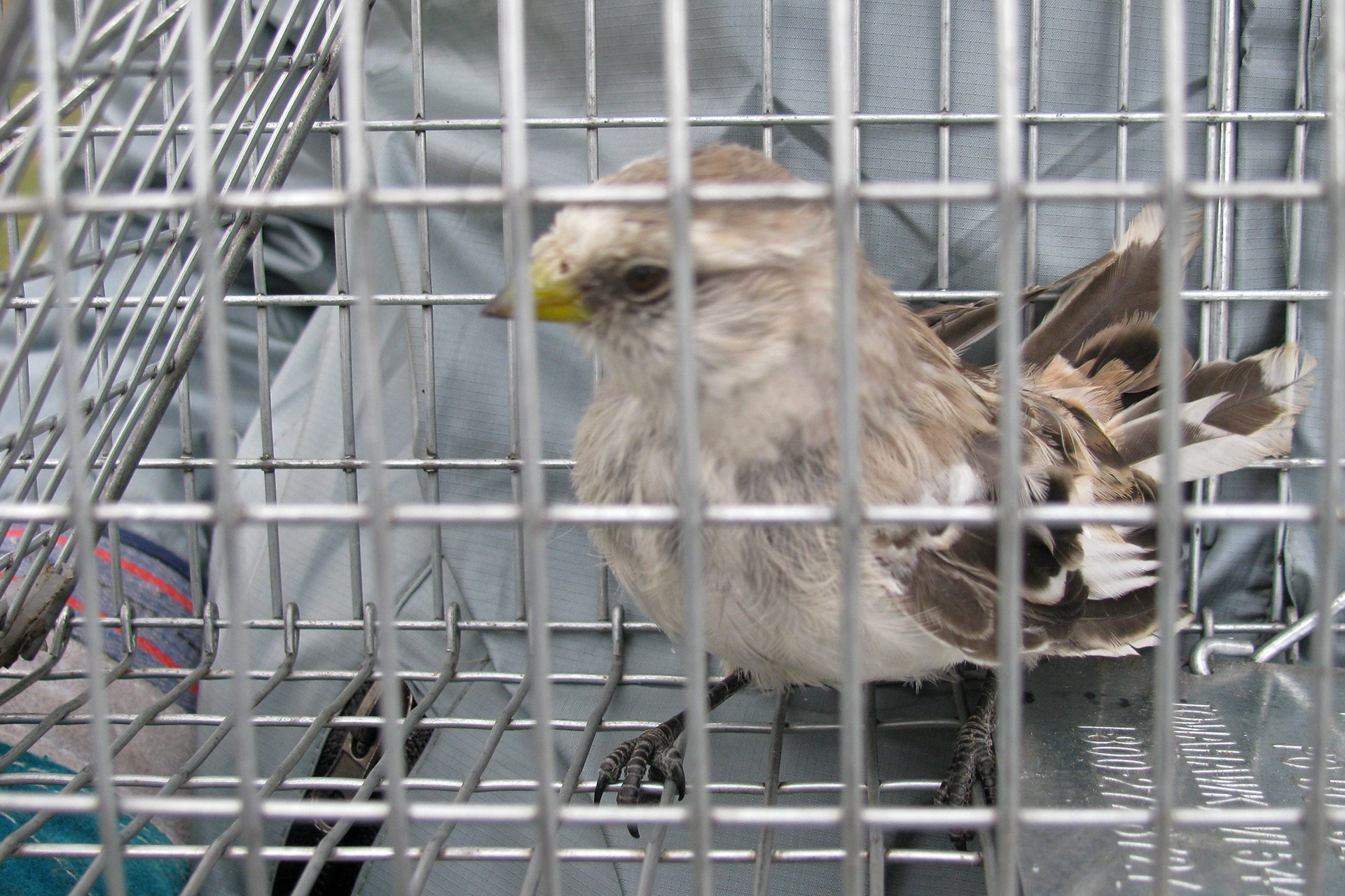 Snowfinch caught in a trap