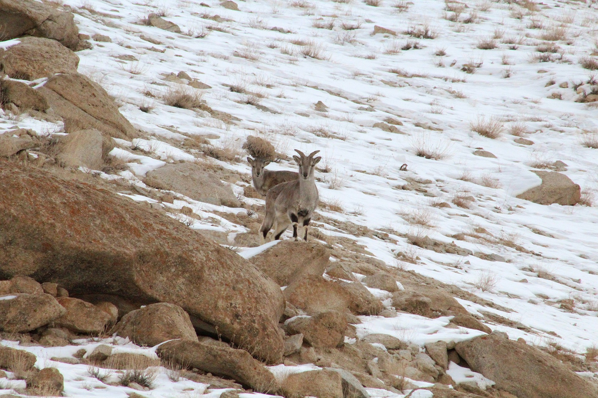 Young Blue Sheep on a mountain