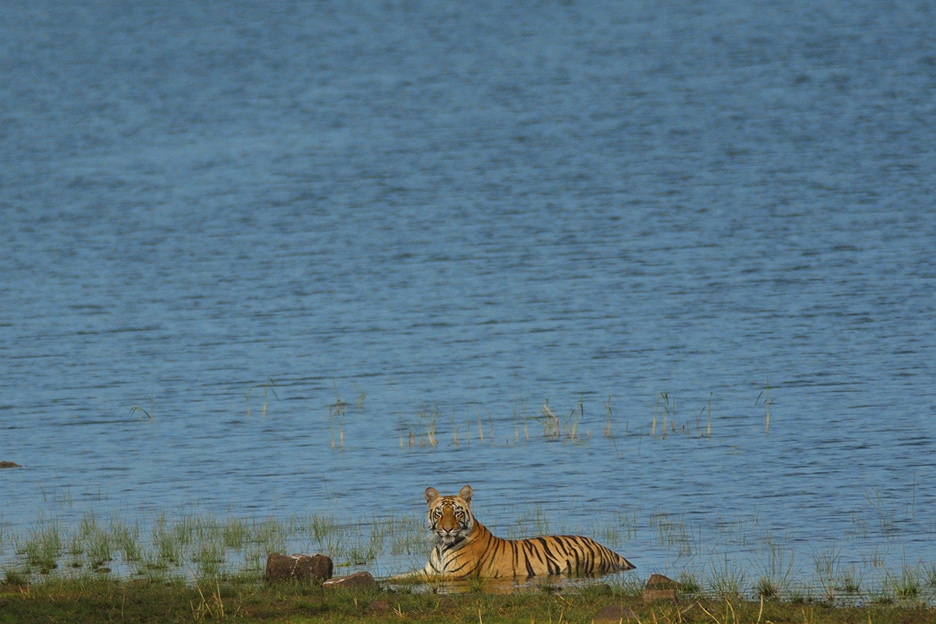   at the lake | Nature Infocus