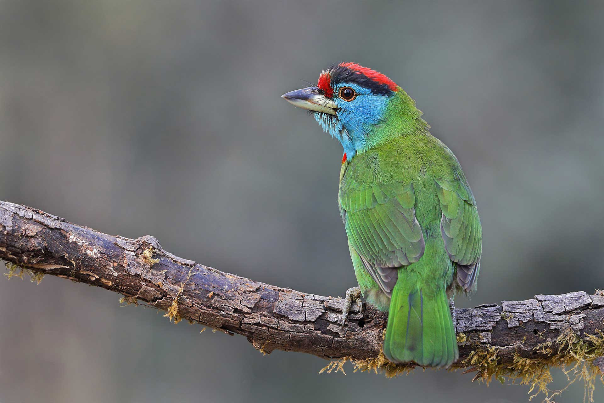 Blue-throated Barbet (Psilopogon asiaticus)