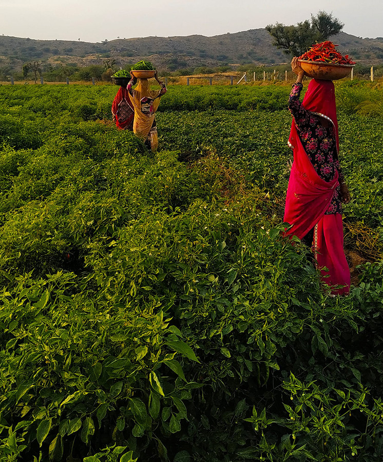 Amla o - Channelling Social Reform Through Water Conservation | Nature inFocus