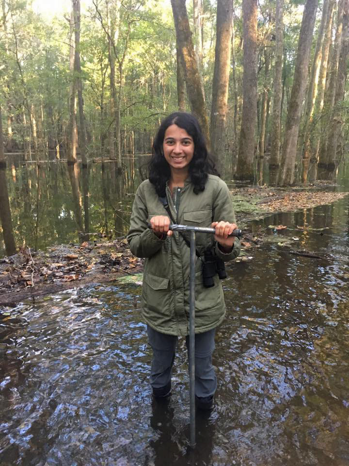 Scientist sampling soil in a swamp