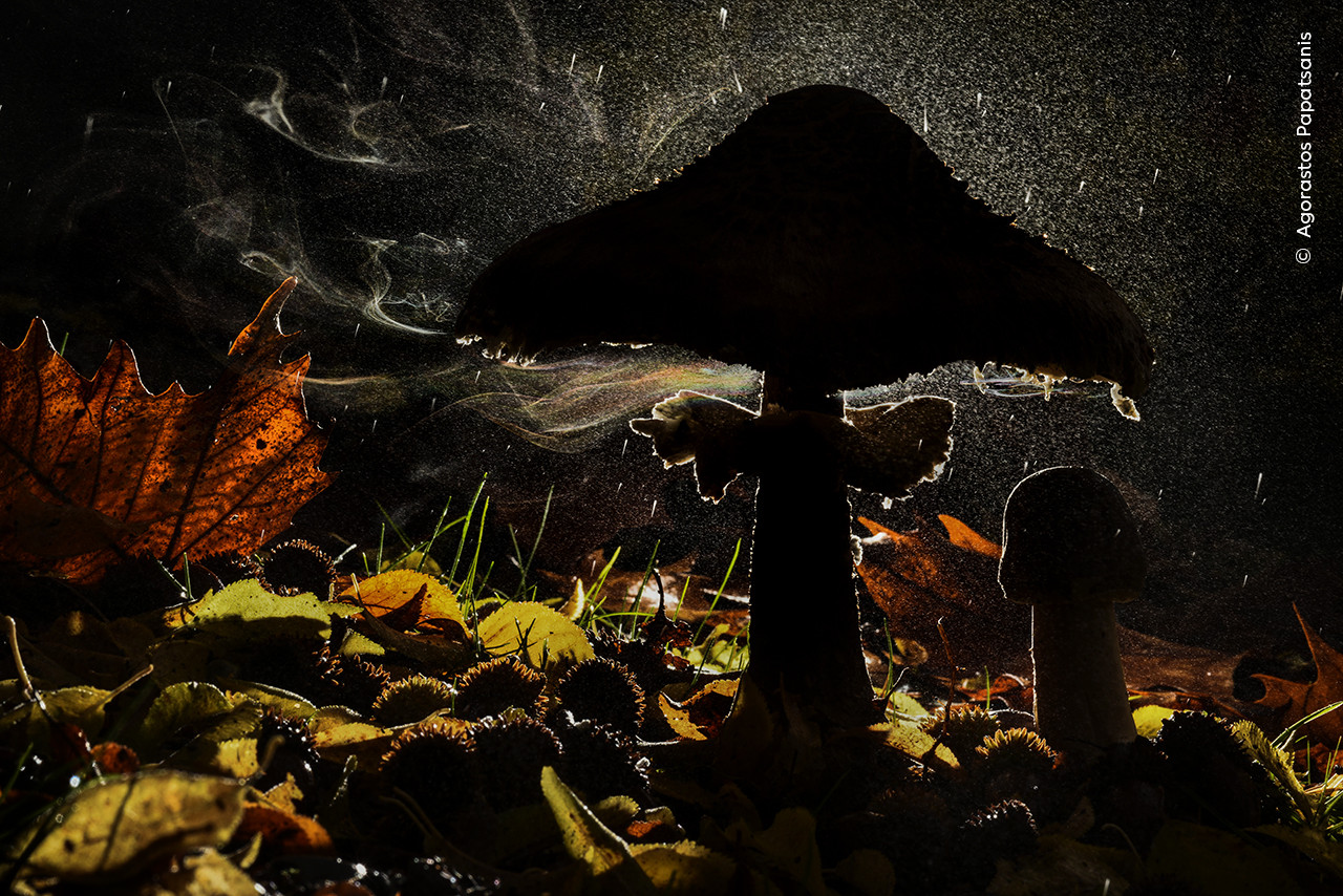   Agorastos Papatsanis      Wildlife Photographer of the Year | Nature Infocus