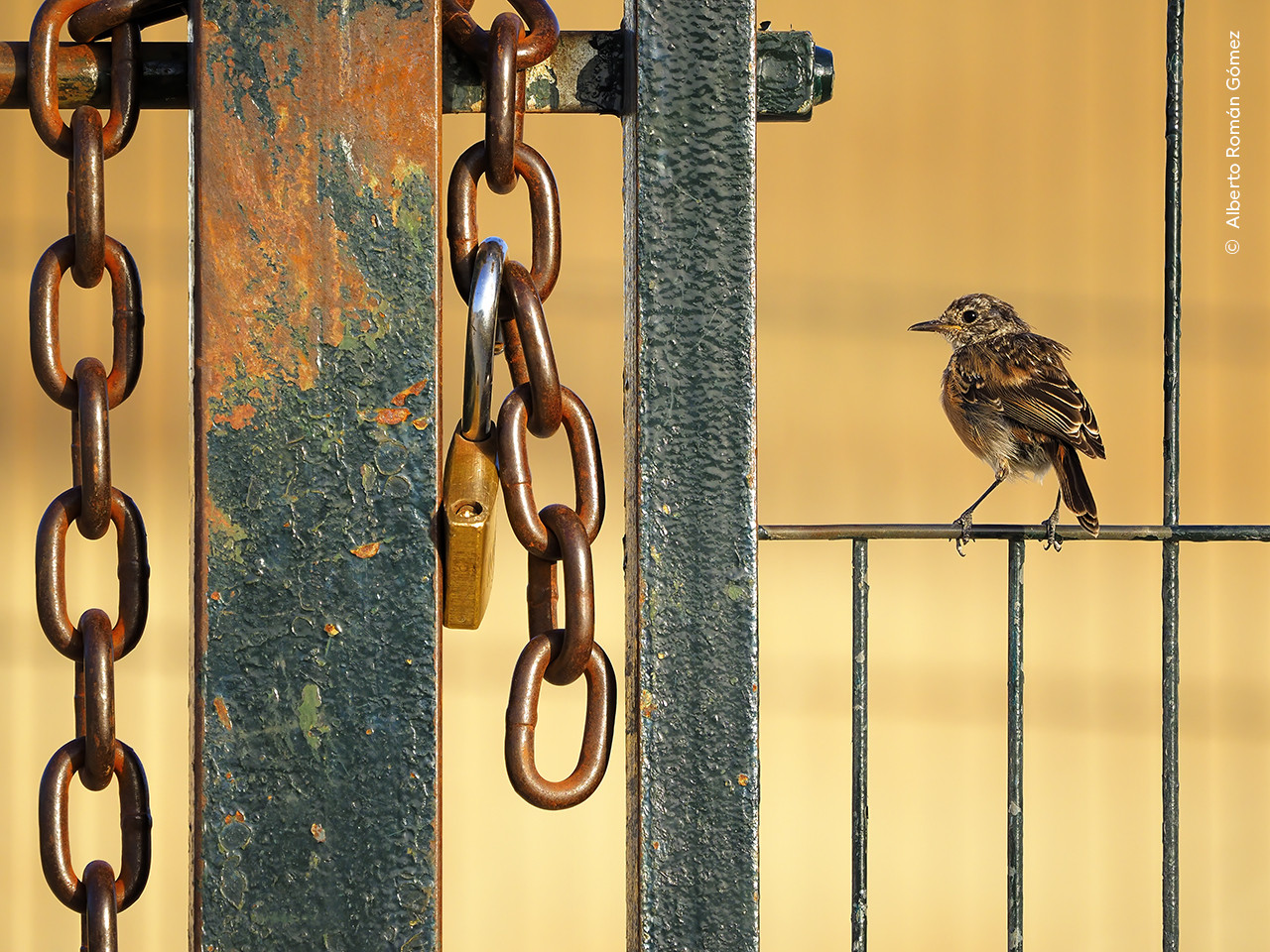   Alberto Roma n Go mez Hombre  Wildlife Photographer of the Year | Nature Infocus