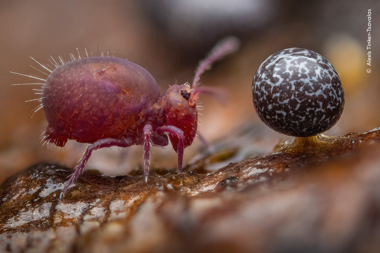   Alexis Tinker Tsavalas  Wildlife Photographer of the Year | Nature Infocus