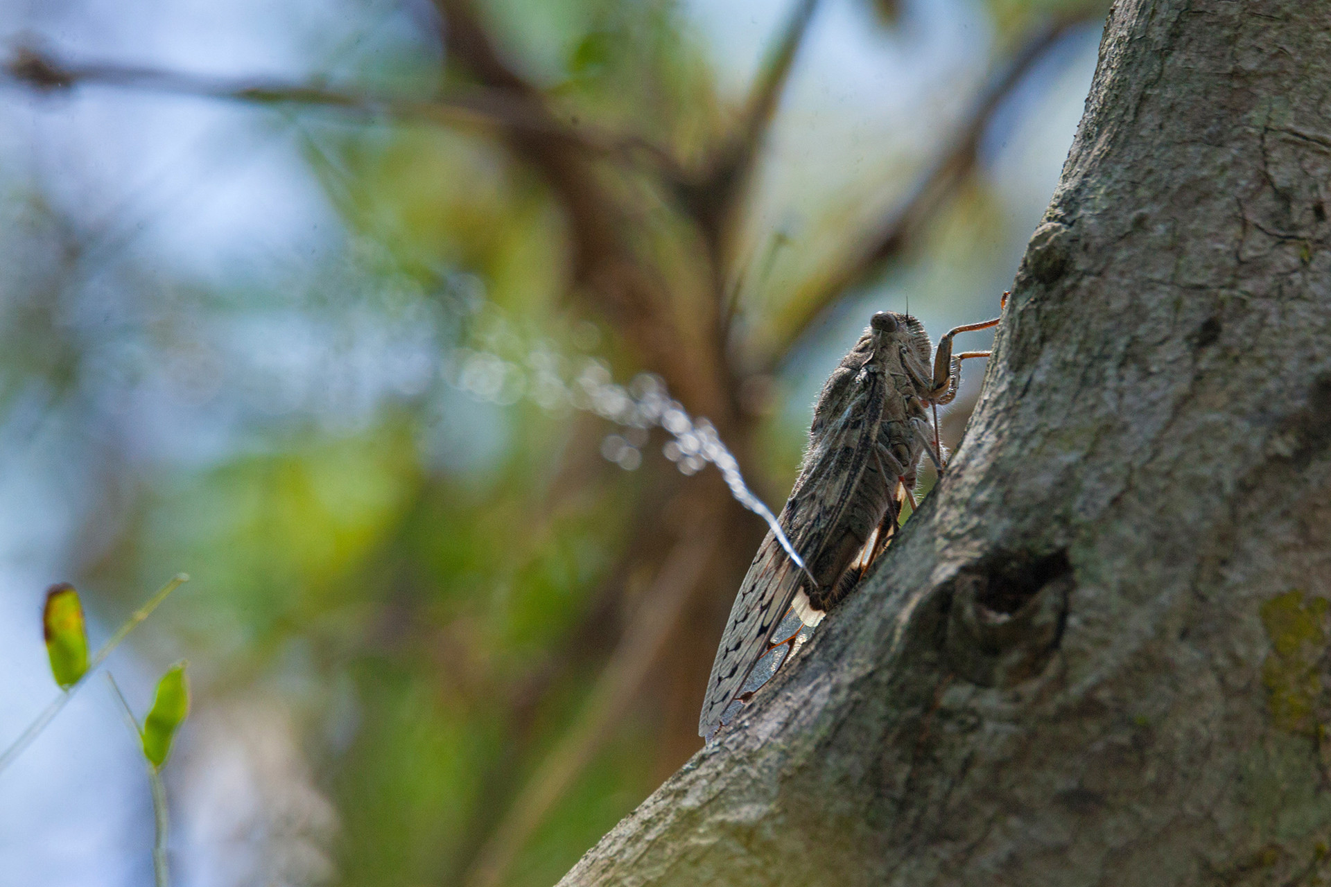 Animal behaviour runner up lenu kannan nifimg - Nature inFocus Photography Awards 2020: The Winners | Nature inFocus