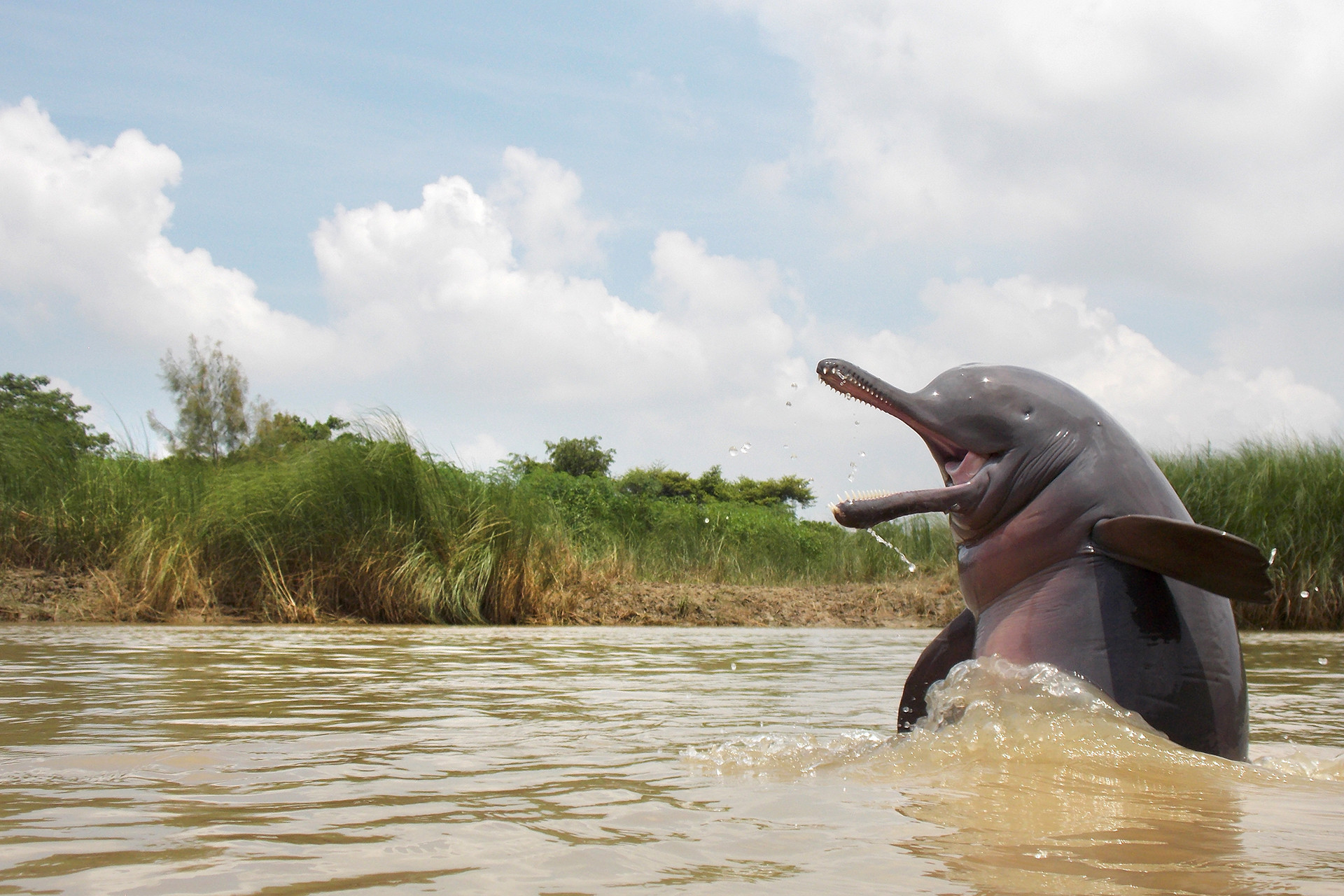Animal portraits   winner ganesh chowdhury      dscn - A Wildlife Enthusiast's Journey Towards Conservation | Nature inFocus