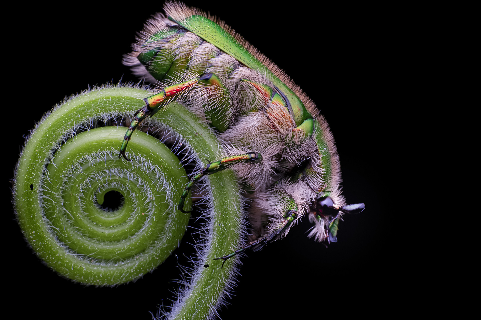 flower chafer beetle