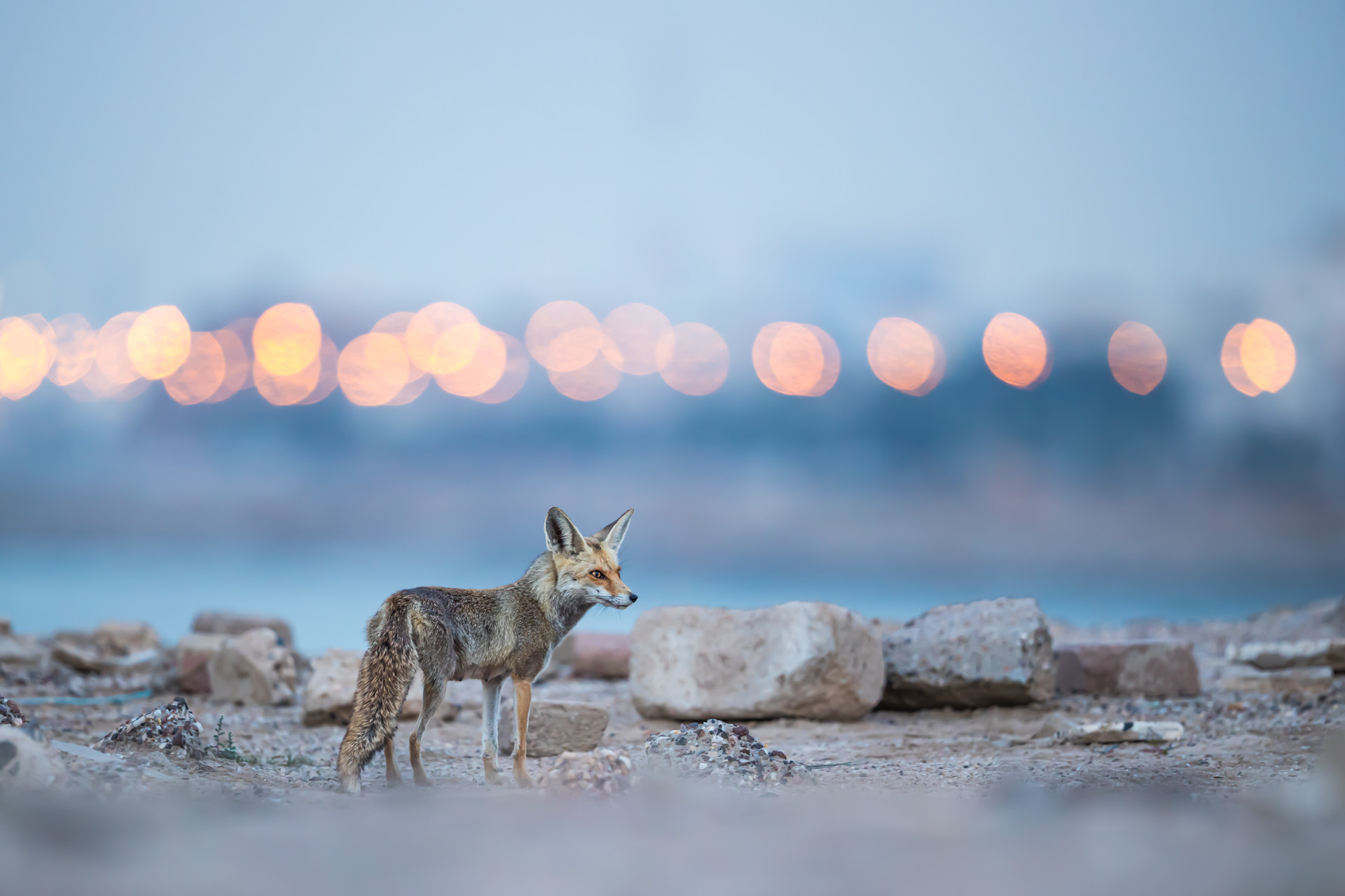 Arabian Red Fox from the Doha district of Kuwait City