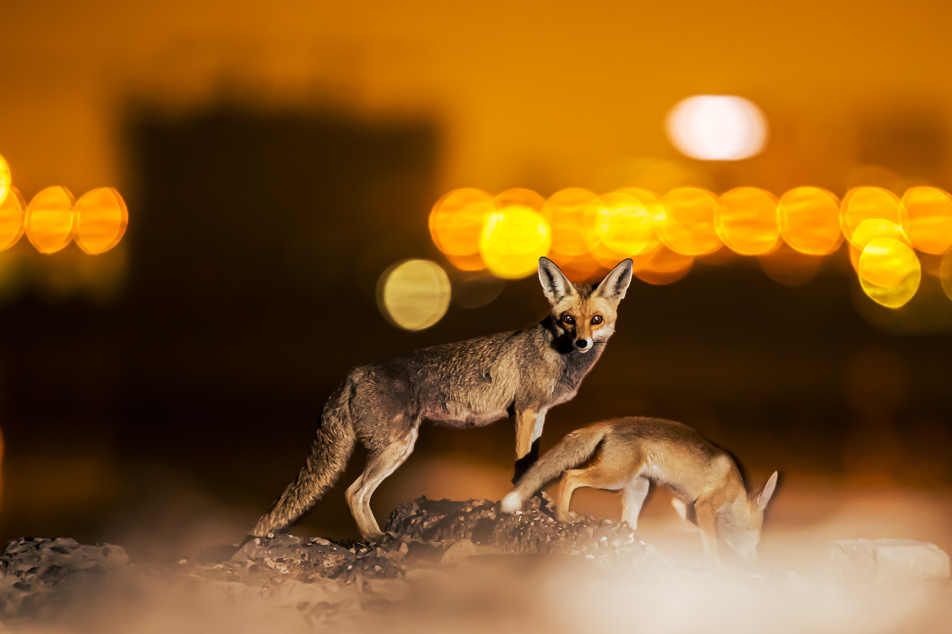 Arabian Red Fox with Kuwait city lights