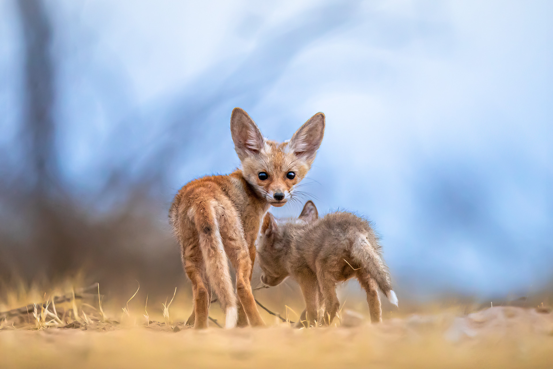 Arabian Red Fox pups in Kuwait