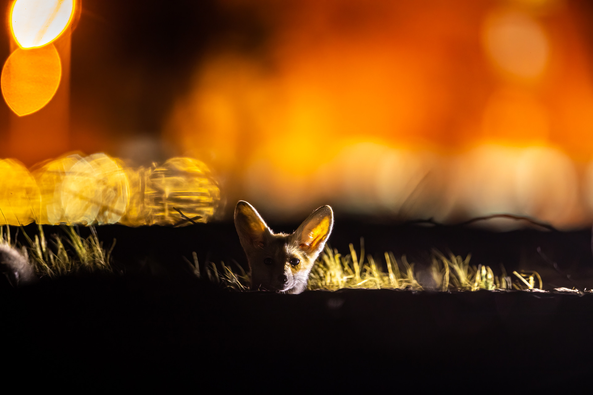 Arabian Red Fox near its den