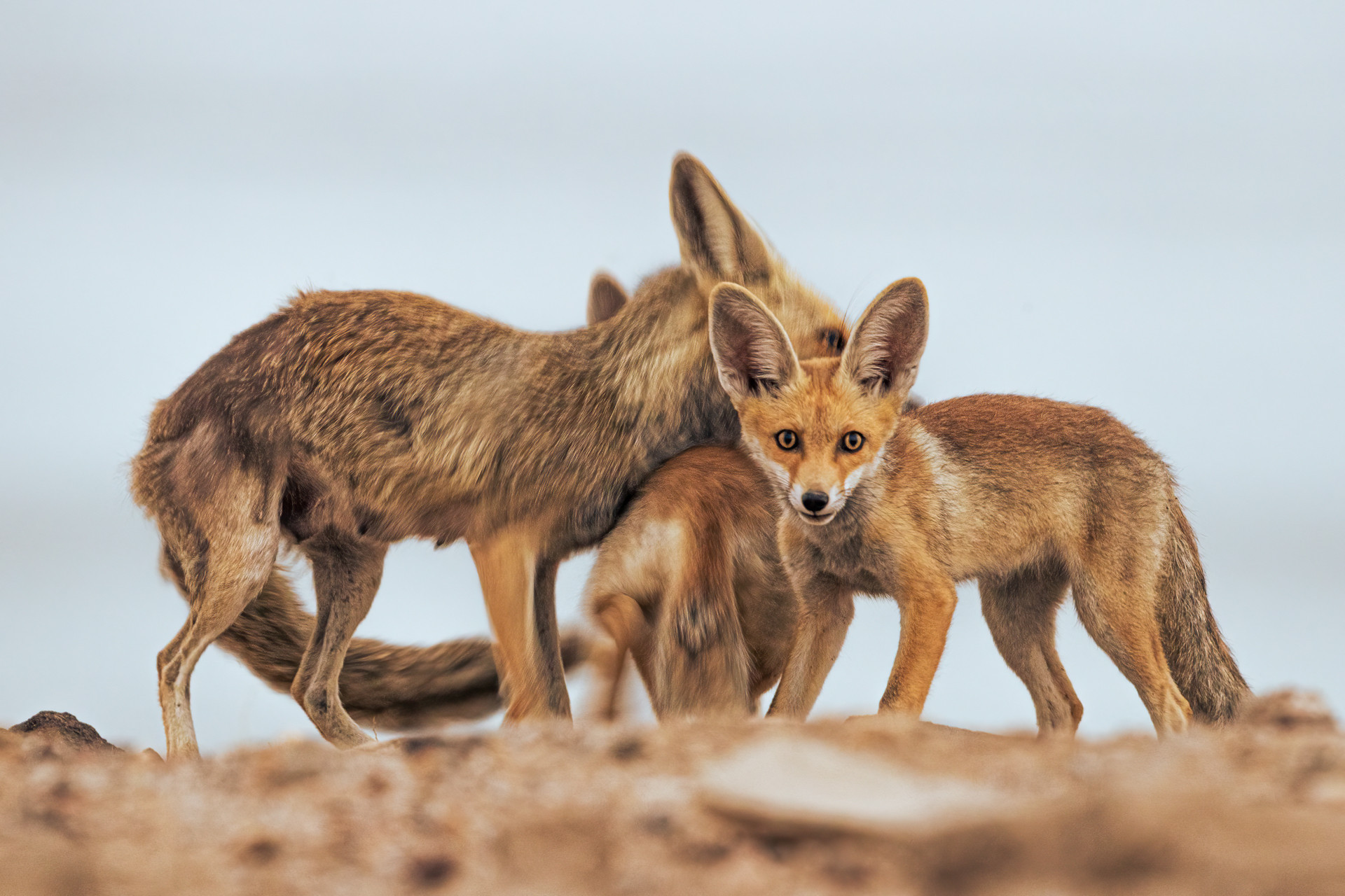Arabian Red Fox young ones