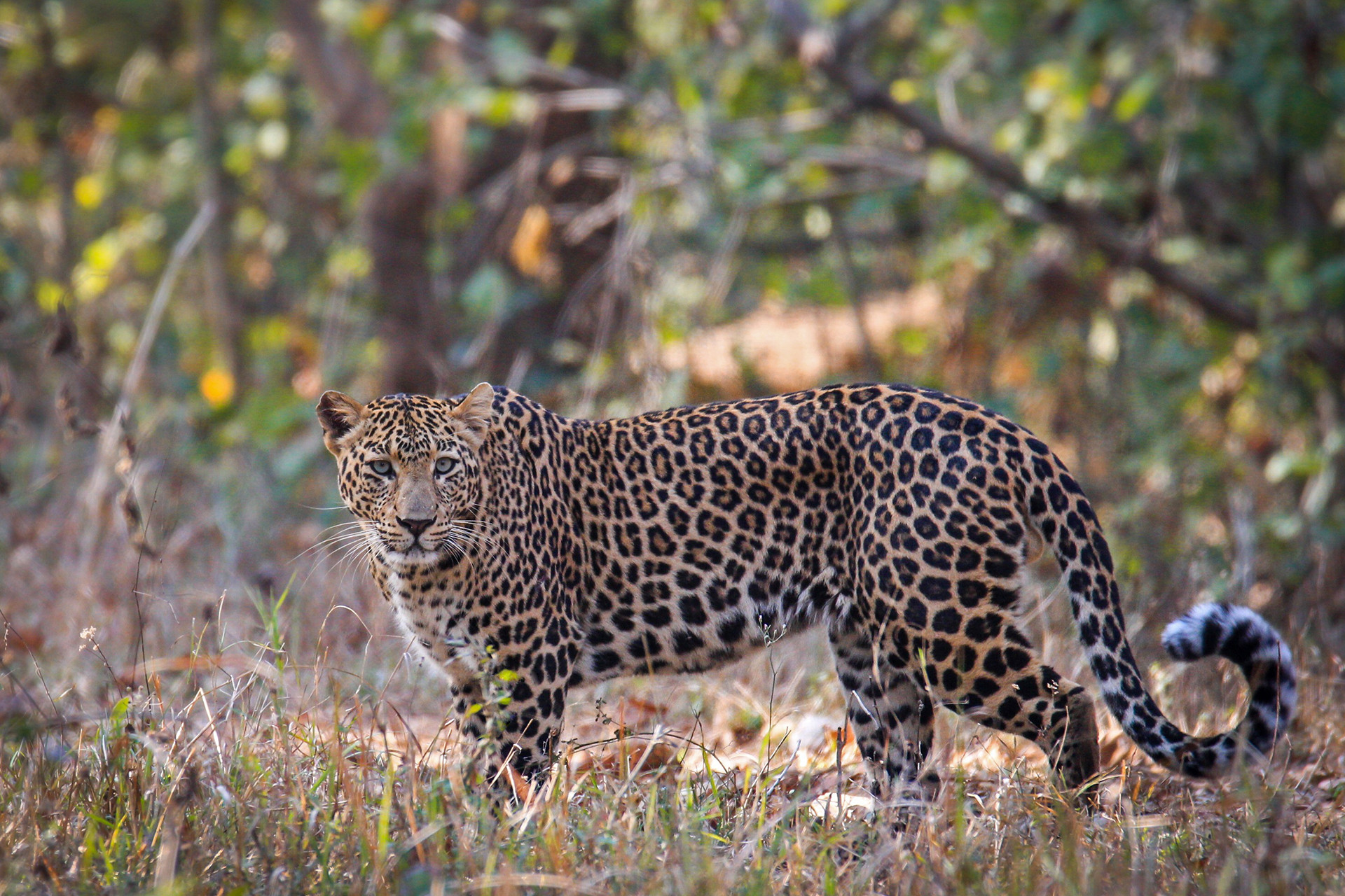 Bandarchua male - Next Stop, Nagzira! | Nature inFocus