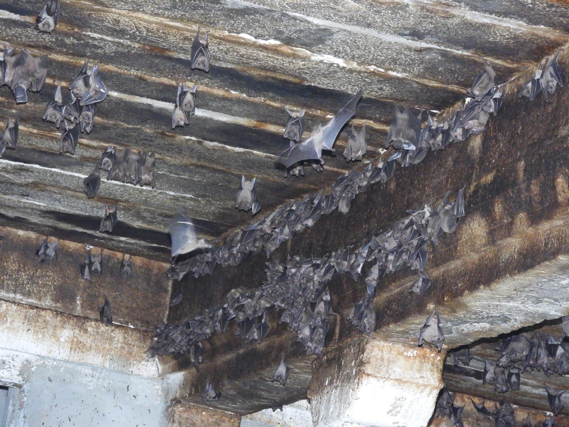 Bats in thiruvaduthurai madam temple | Nature Infocus