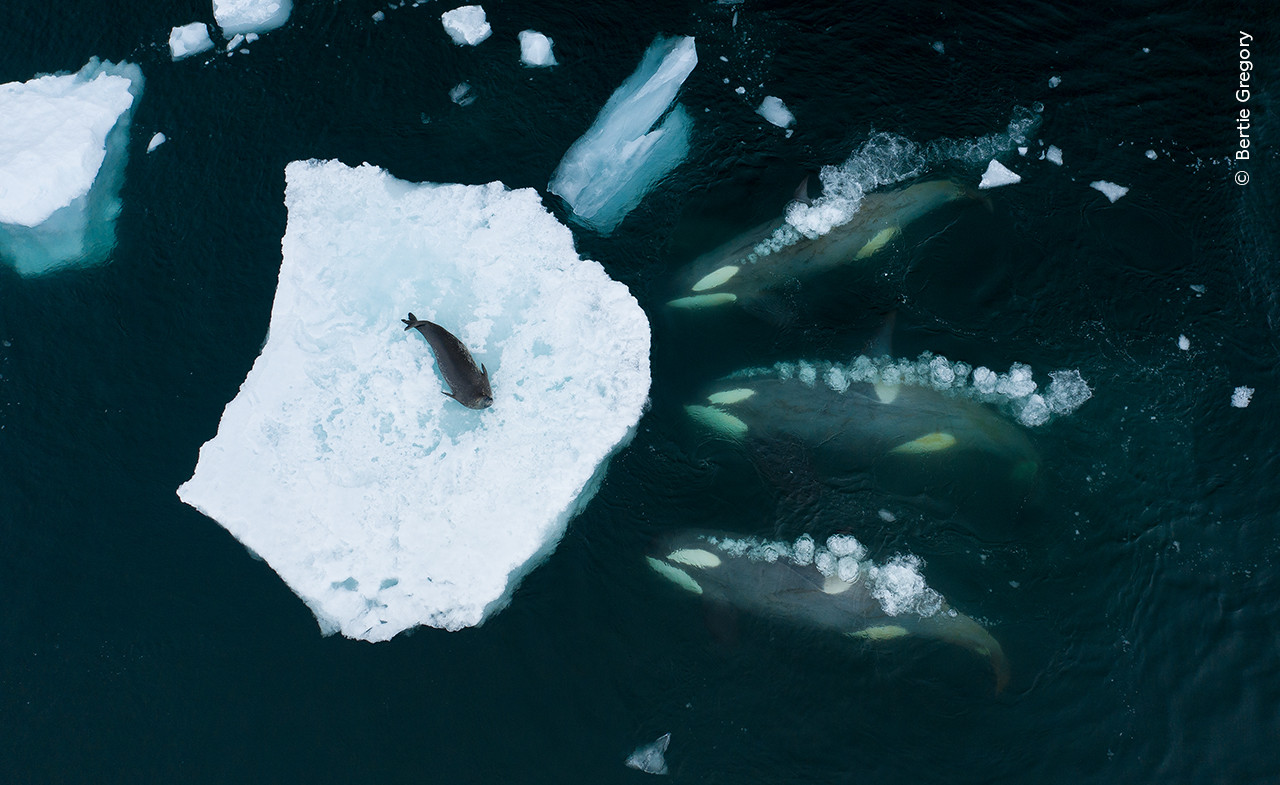   Bertie Gregory  Wildlife Photographer of the Year | Nature Infocus