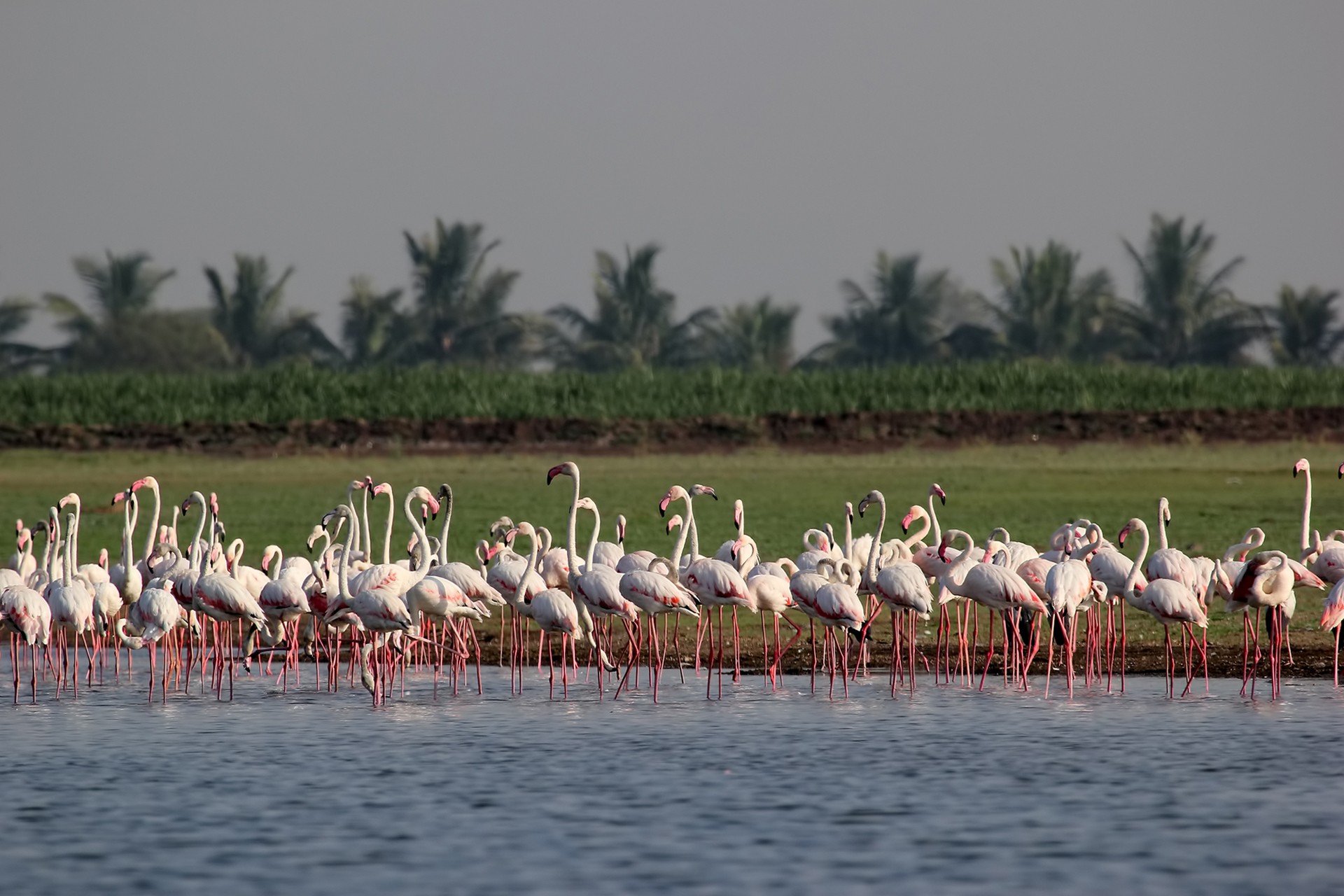 Greater flamingo at bhigwan bird sanctuary