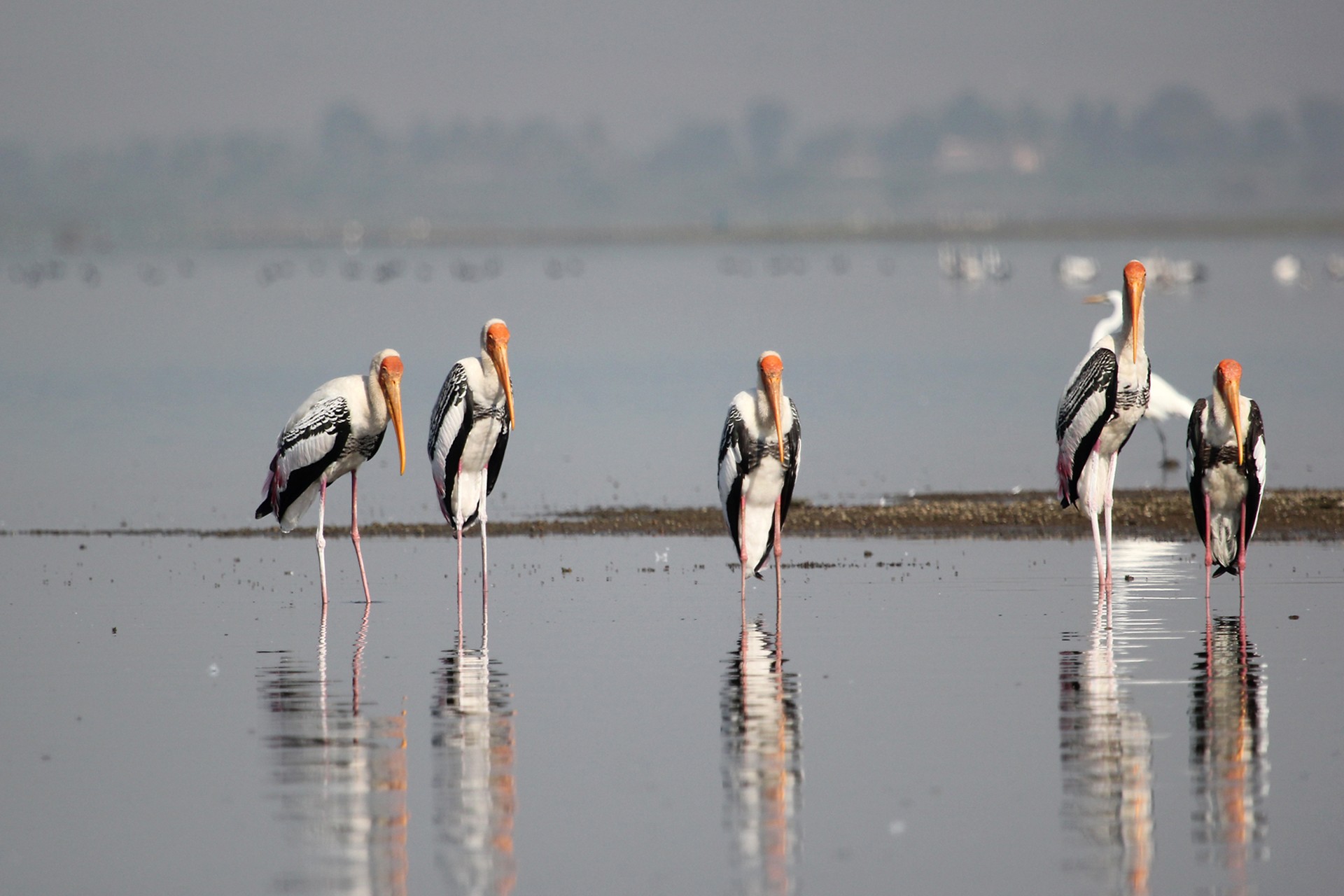 Bhigwan painted storks