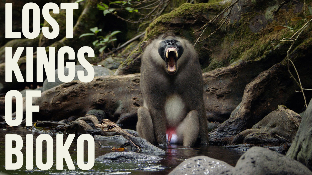BIOKO Young male Drill yawning Photo JUSTIN JAY | Nature Infocus