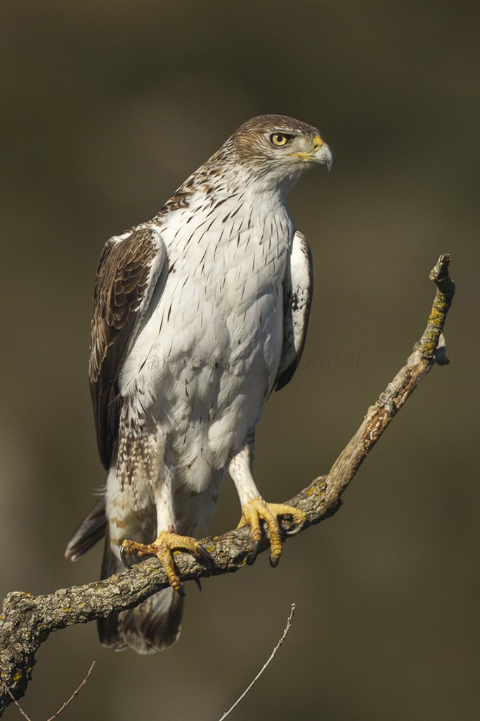 Bonelli's Eagle Aquila fasciata