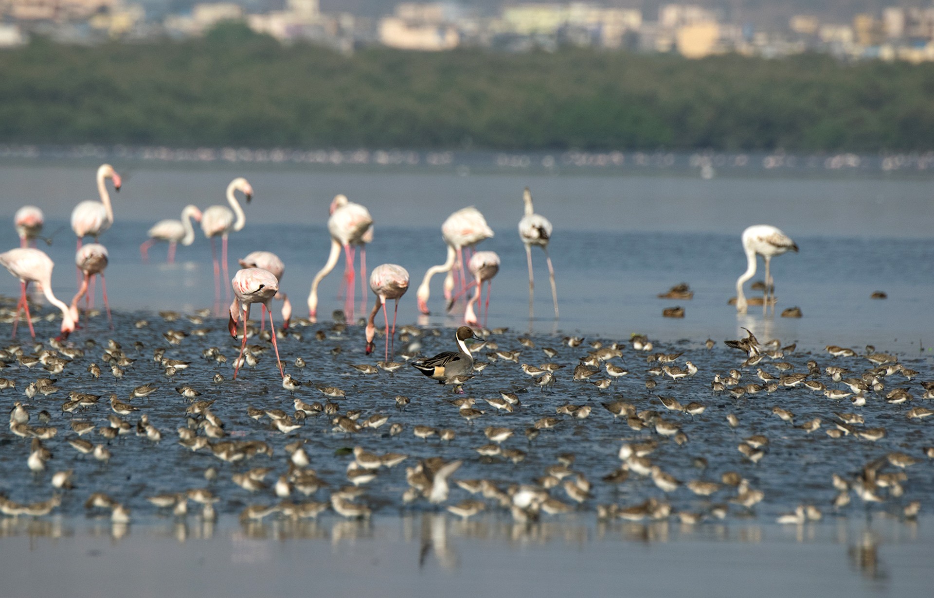Birds feeding in Bhandup Pumping Station