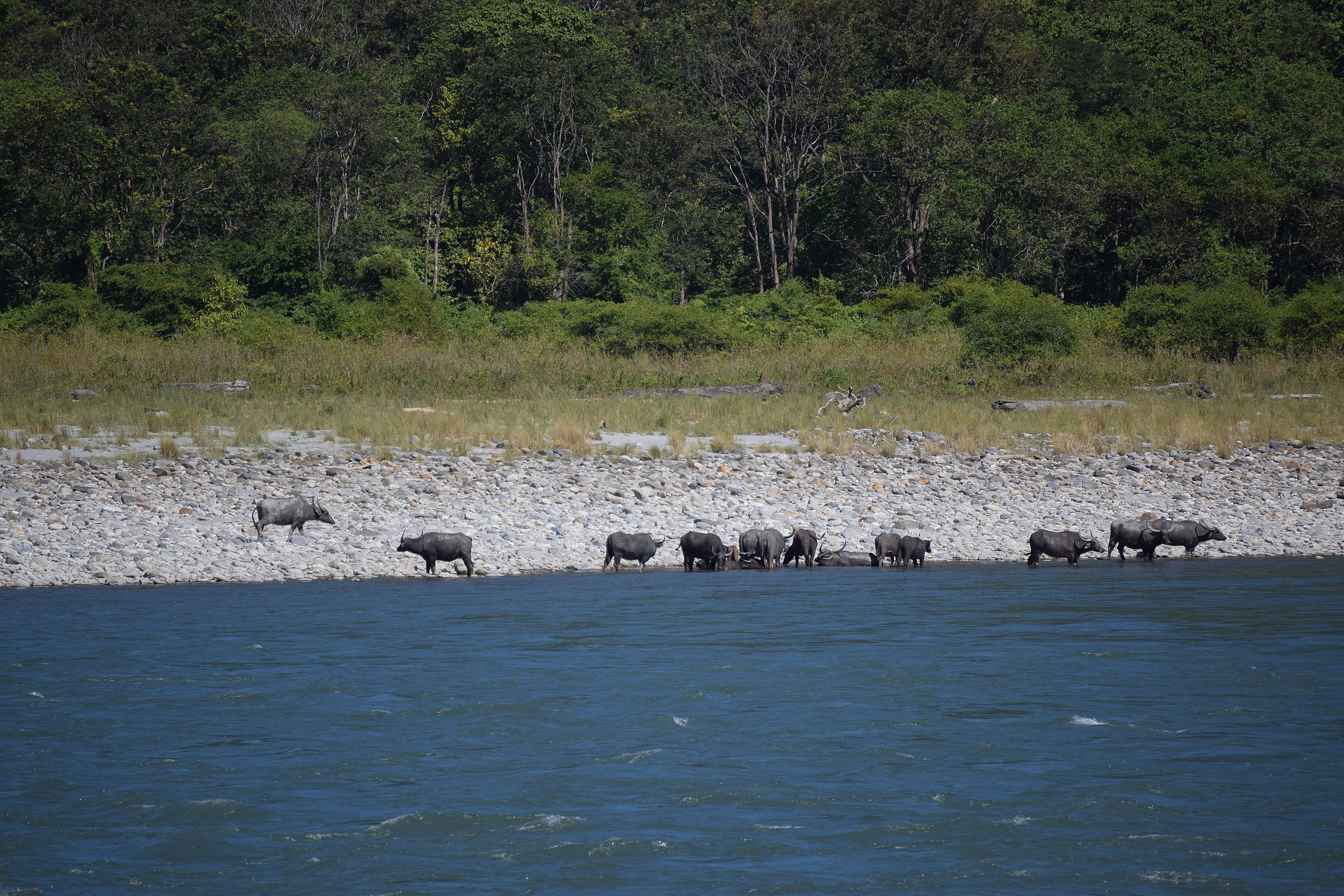 Wild Water Buffalos in Manas National Park, Assam