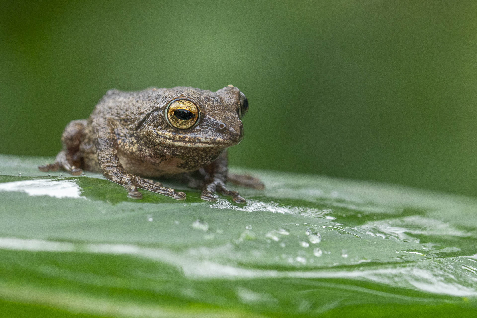 Seshachar’s Bush Frog Raorchestes charius