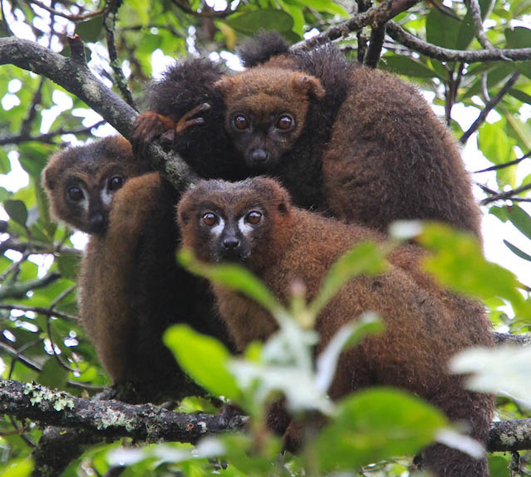 Chemische kommunikation - The Language Of Fruits And Lemurs | Nature inFocus