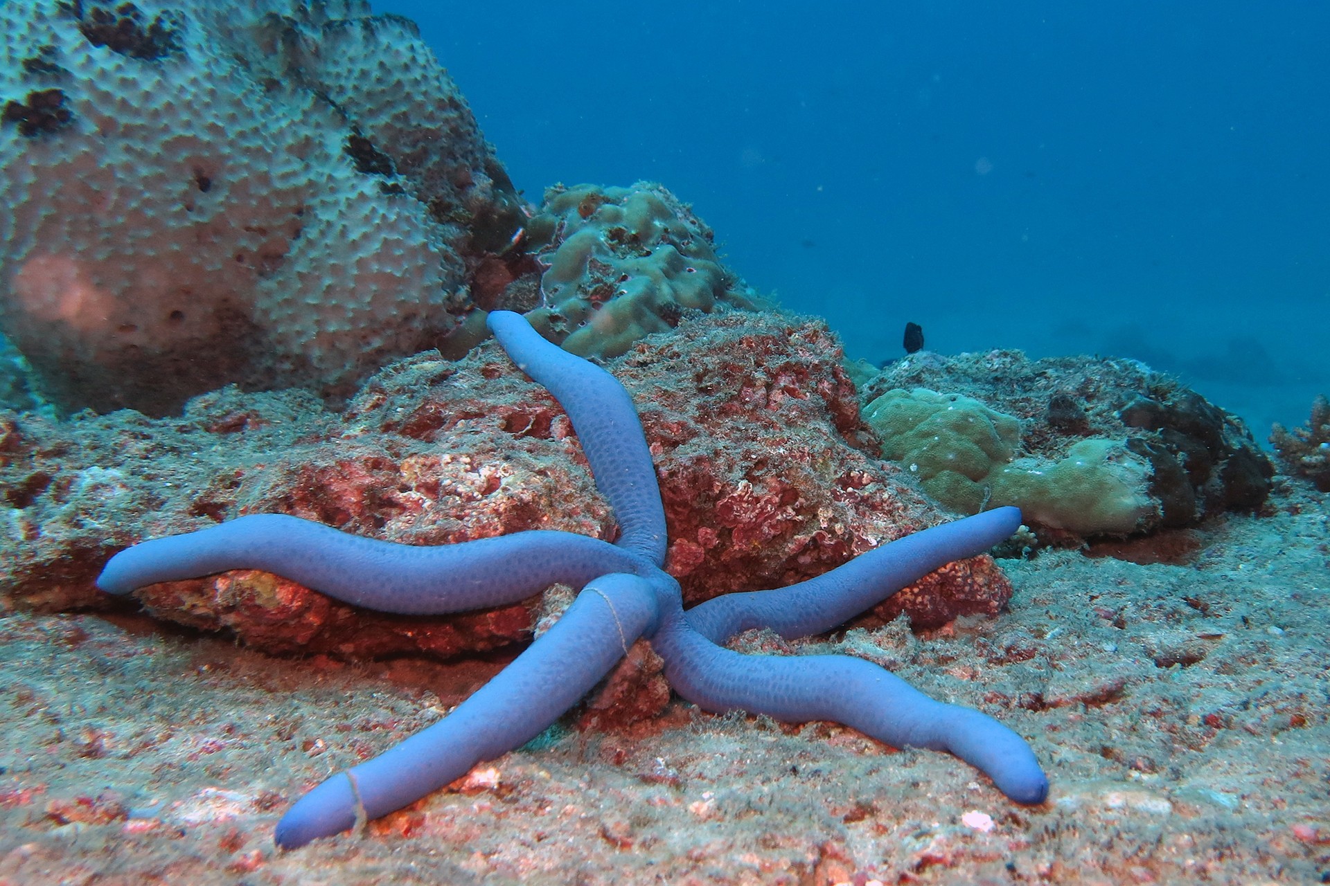 Common sea star linckia on the coral reefs of the andaman islands - The Stars Of The Sea | Nature inFocus