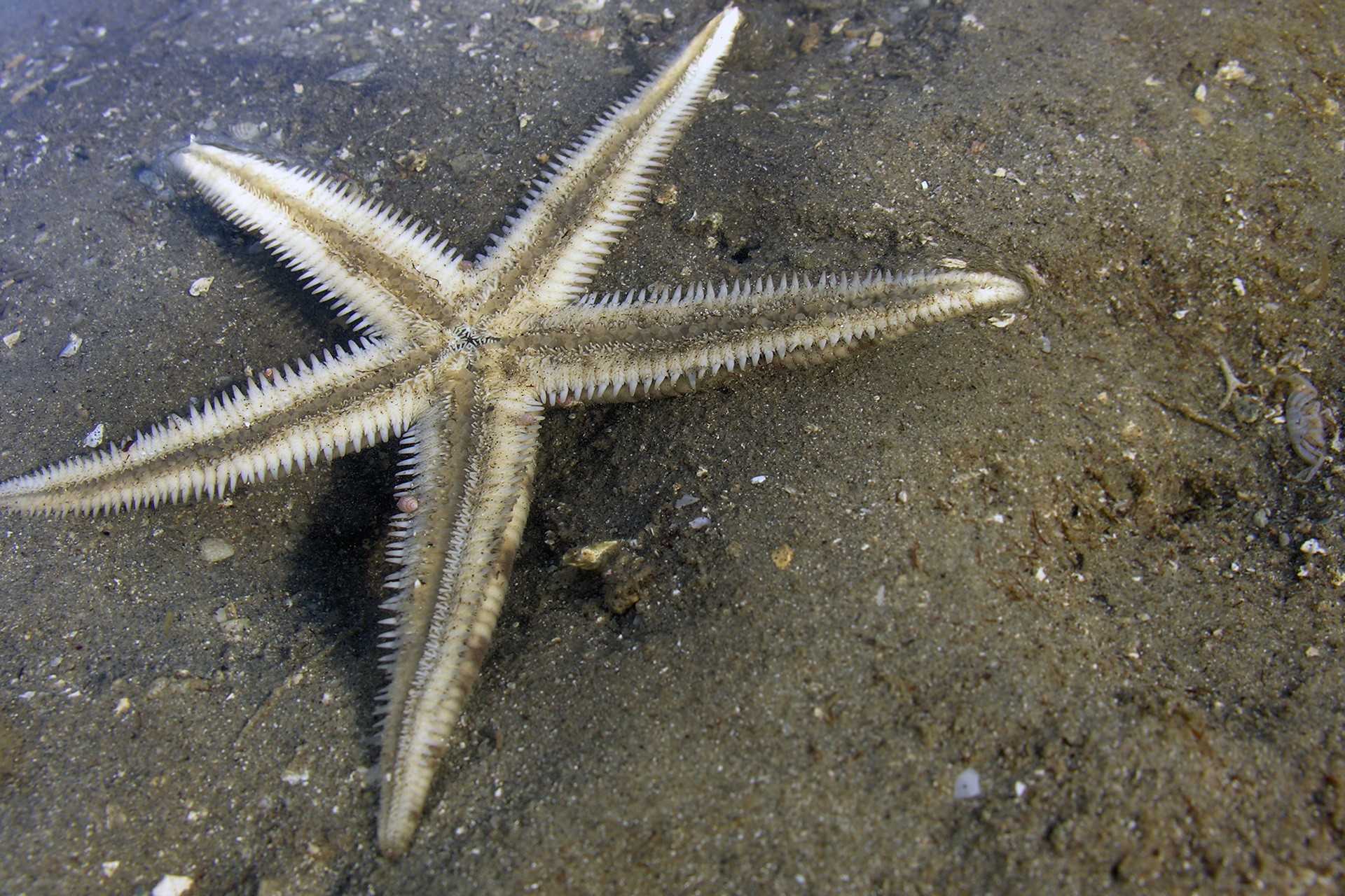 Common sea star on the beach of goa coast - The Stars Of The Sea | Nature inFocus