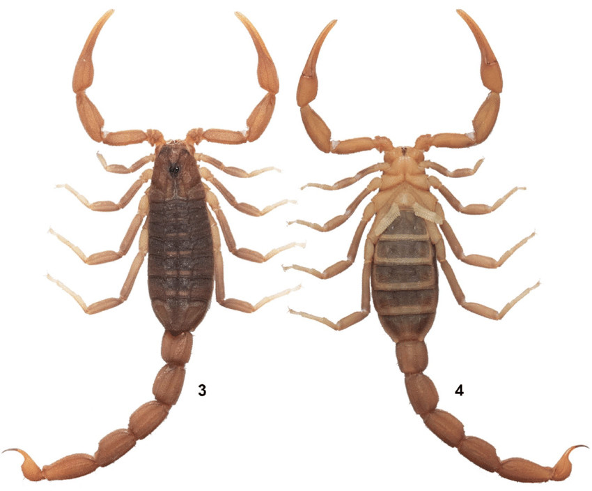 New scorpion species Compsobuthus satpuraensis from Satpura