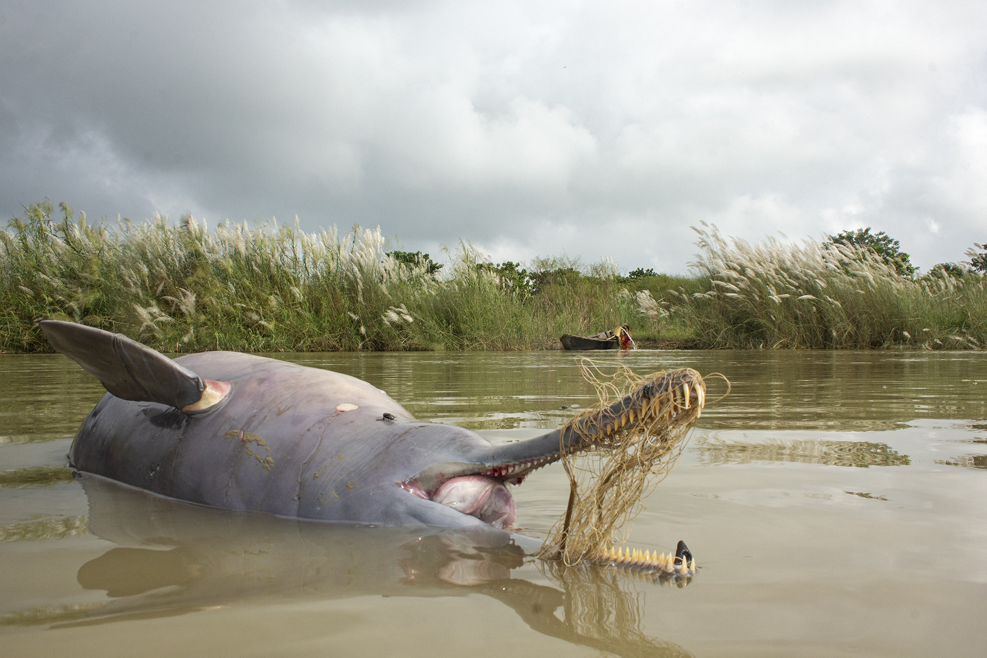 Conservation issues special mention ganesh chowdhury      img - A Wildlife Enthusiast's Journey Towards Conservation | Nature inFocus