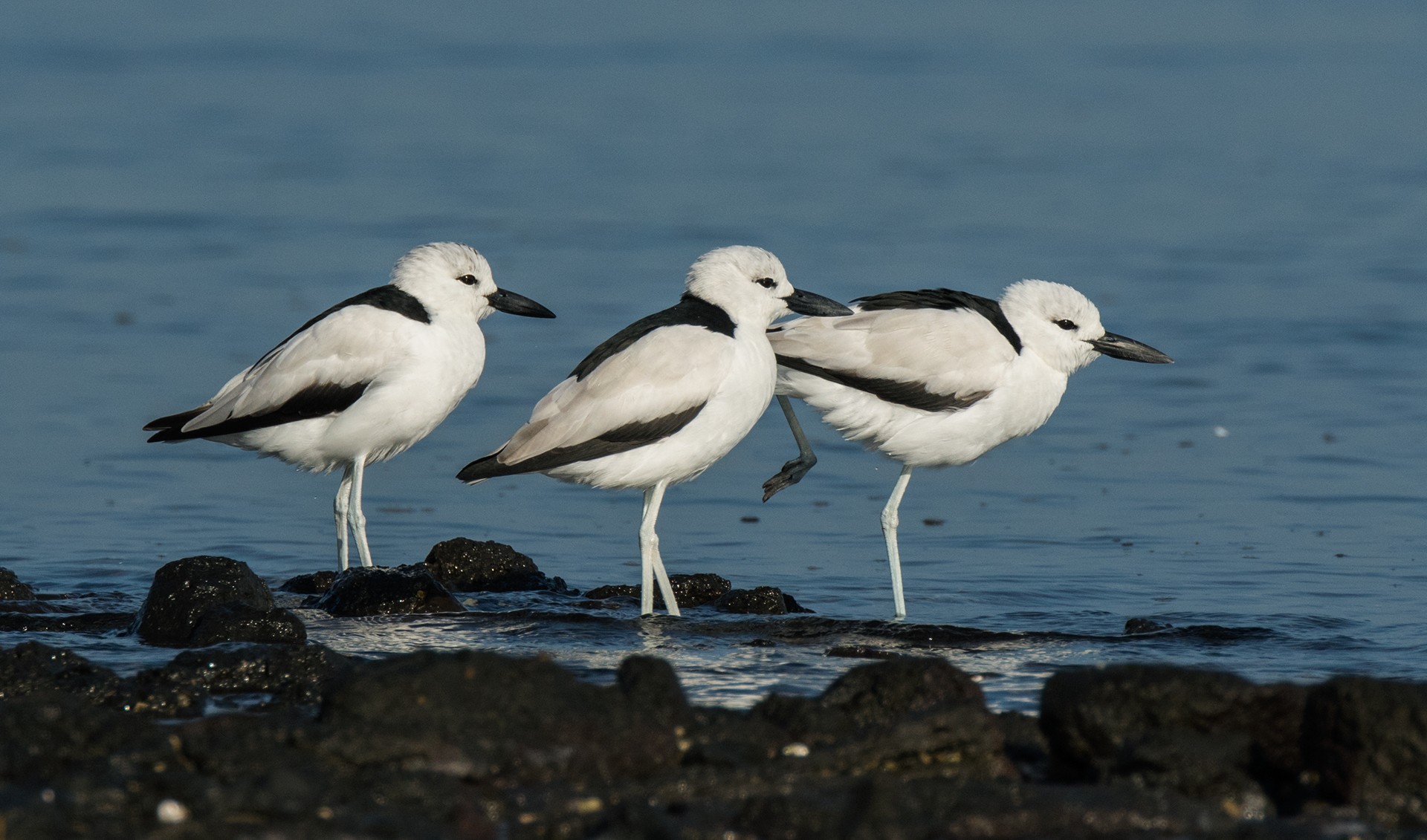 Crab Plovers Dromas ardeola in Arnala Beach Vasai