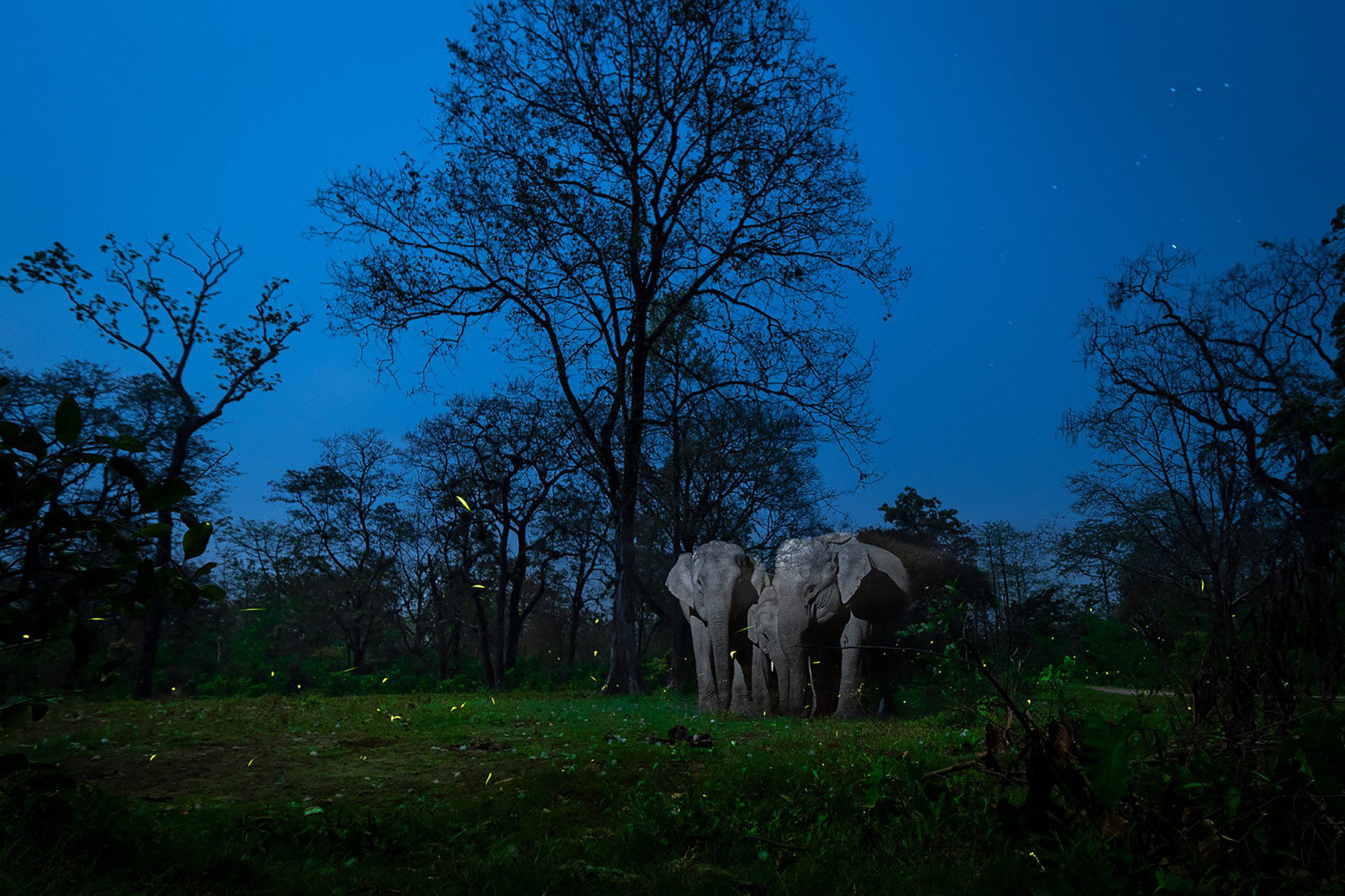 Creative nature photography winner nayan jyoti das ele fireflies - Nature inFocus Photography Awards 2020: The Winners | Nature inFocus