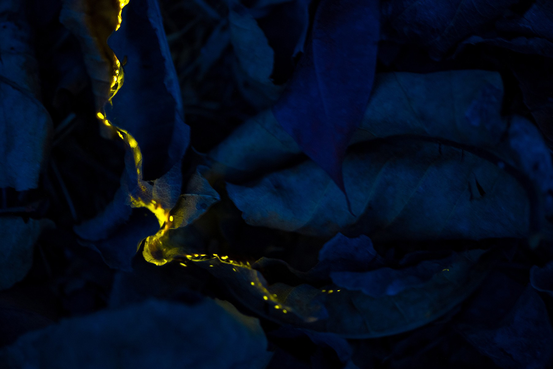 Creative nature photography nd runner up aniket thopate dsc - Nature inFocus Photography Awards 2020: The Winners | Nature inFocus