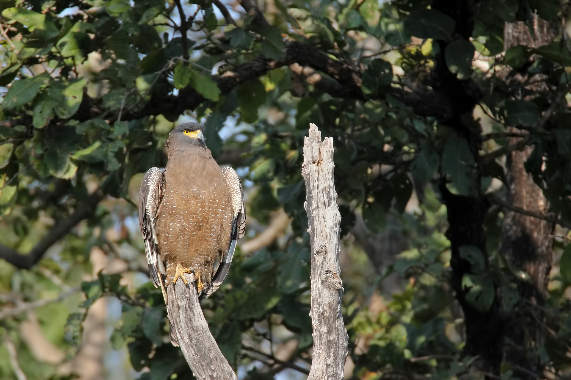 Crested serpent eagle at Mayureshwar Wildlife Sanctuary