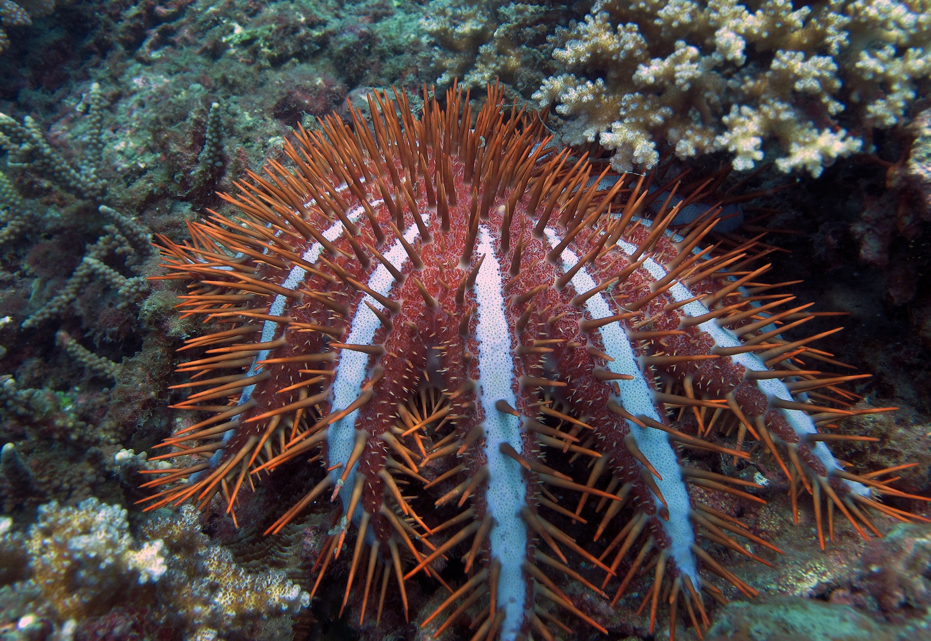 Crown of thorns sea star acanthaster planci feasting on acropora coral polyp in the andaman islands - The Stars Of The Sea | Nature inFocus