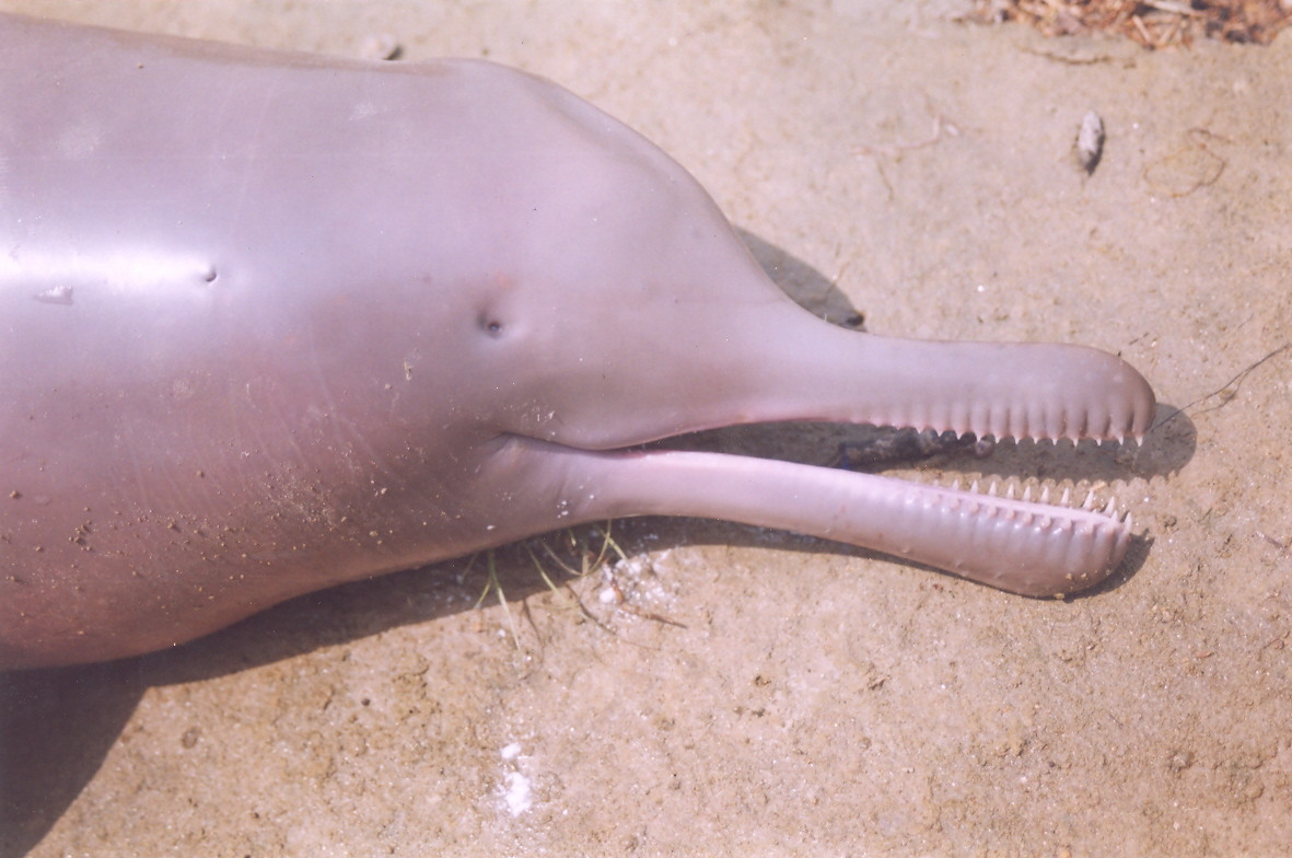 Dead dolphin   sushant dey - Understanding Rivers And Their Less Privileged Denizens | Nature inFocus